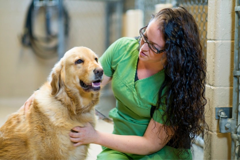 Animal Shelters