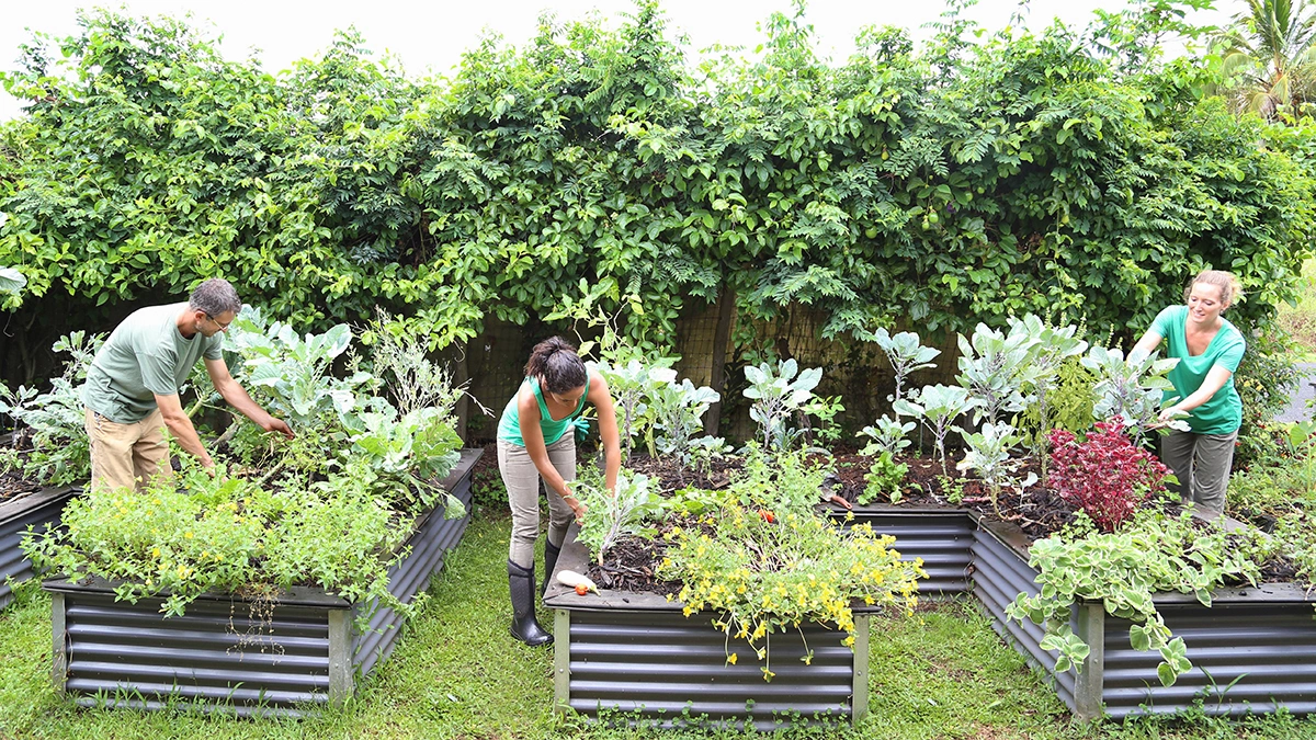 Community Gardens
