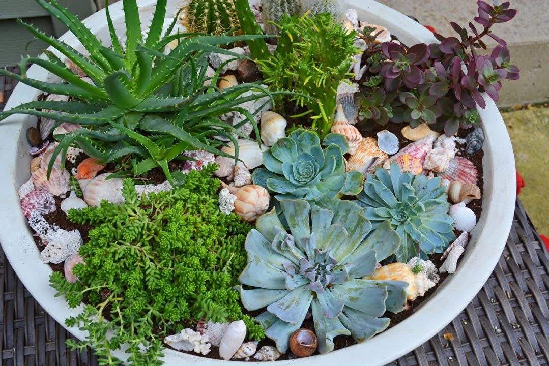 Succulent Container Gardens